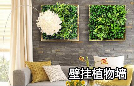 壁挂植物