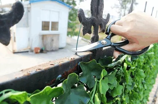 仿真植物墙安装完毕