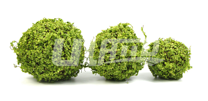 碎叶假植物球规格尺寸