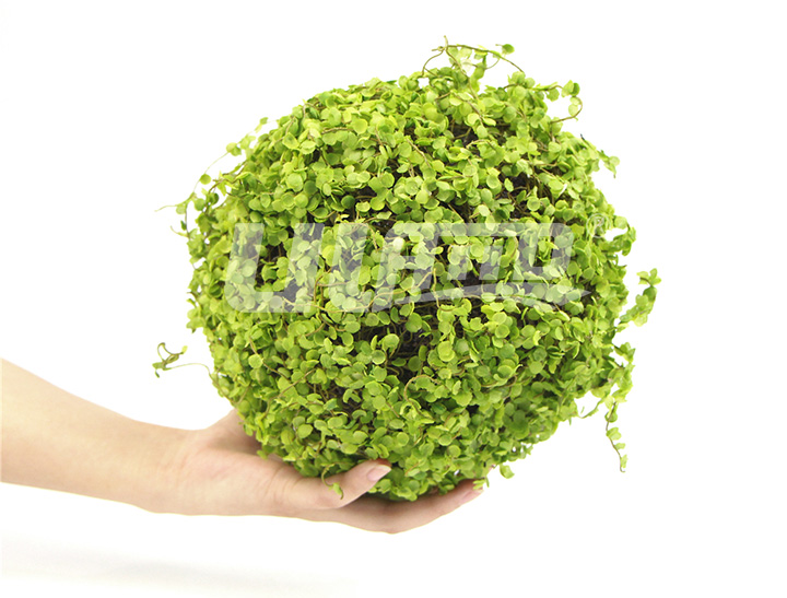 碎叶假植物球