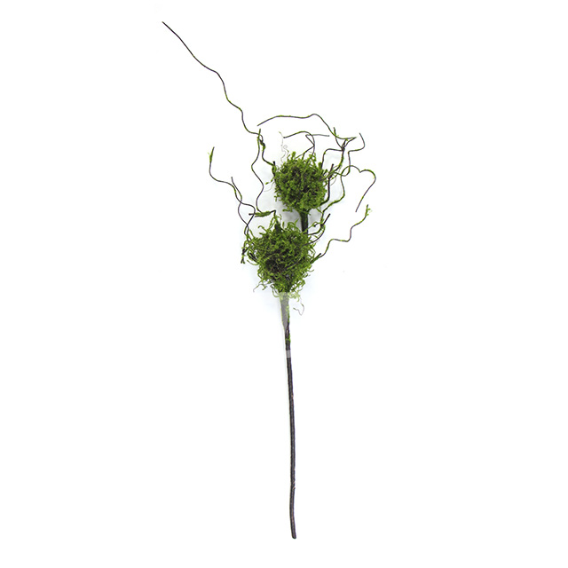 双头苔藓鸟巢
