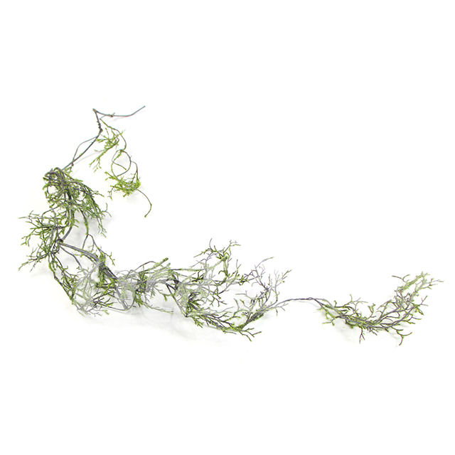 灰绿色苔藓珊瑚藤