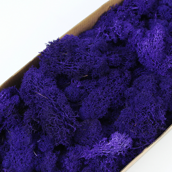 深紫色永生苔藓