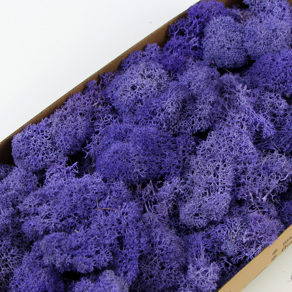 紫色永生苔藓