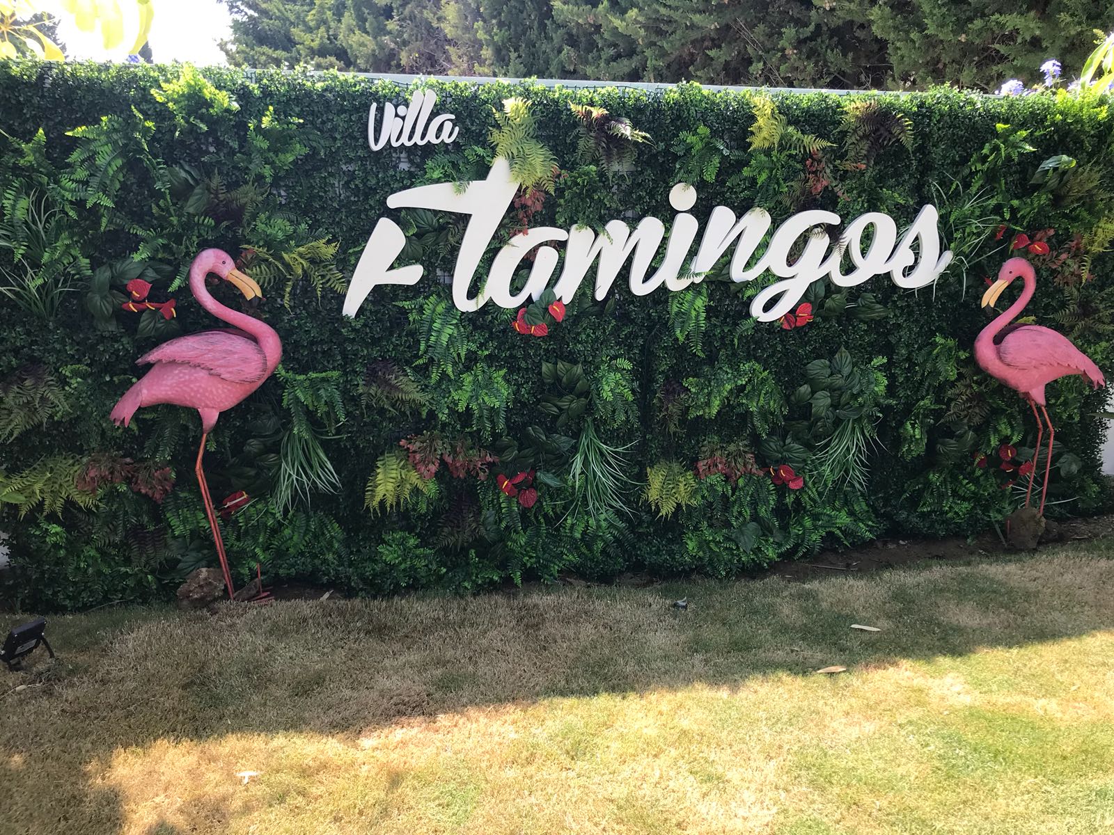 ֲǽ̰_ⱳǽflamingos