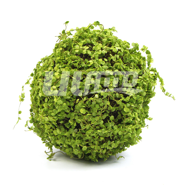 Ҷֲ
